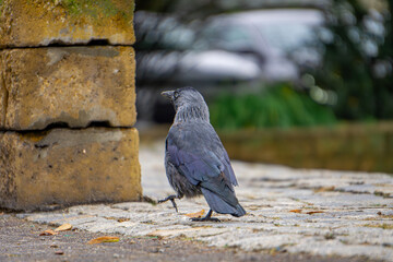 a wild bird, a jackdaw, walking around the city in a funny position with its leg raised up
