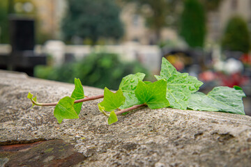 a vine climbing up an old ruined wall in a cemetery. green ivy in autumn. © Adam