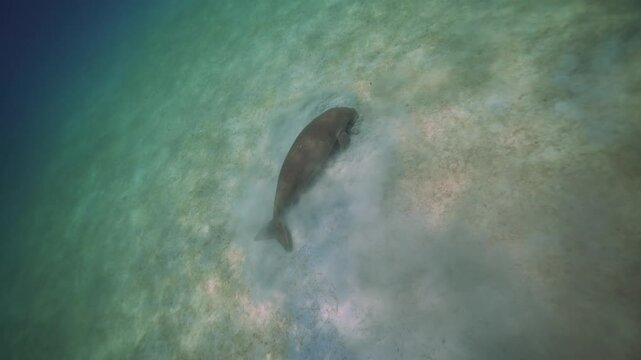 Majestic Dugong floating in Slowmotion in tropical water of philippines