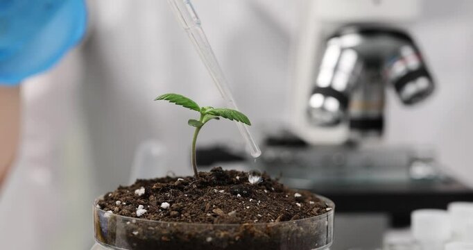 Closeup of sample of sprouts fertilized by scientist dripping with whey. Researcher experimenting with marijuana sprout