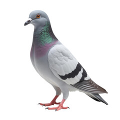 pigeon PNG, gray pegion isolated on white transparent background