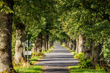 The Alley of Trees at Herleshausen