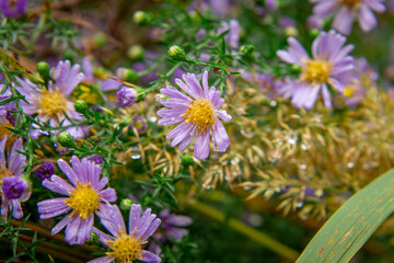 Obraz premium close-up of blooming blue Aster flowers among ornamental grasses in a flower bed in the garden.