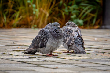 two wet pigeon birds with their heads hidden in their feathers stand on the street in the city on a rainy autumn day. © Adam