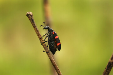 Macro close up shot of bright black and red Poisonous Blister Beetle Mylabris pustulata, family Meloidae (the blister beetles) so called for their defensive secretion of a blistering agent cantharidin
