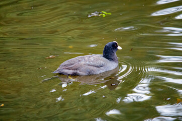 Ruhige Szene mit einem Blässhuhn auf einem Teich