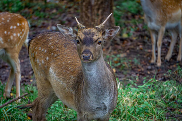 group of fallow deer standing in a green clearing in the forest. male and female mammals © Adam