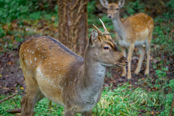 group of fallow deer standing in a green clearing in the forest. male and female mammals © Adam