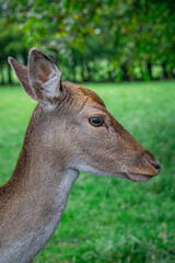 fallow deer dama dama standing in the forest on a green glade. male and female mammals. a species of mammal from the deer family. side portrait of a wild animal © Adam