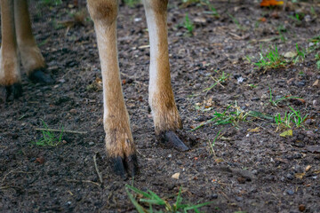 hooves of a wild animal, Daniel