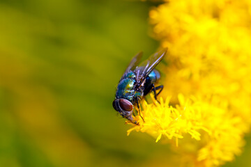 Beautiful metallic blue Lucilia sp. fly  (Kinbae) sucking nectar from a yellow Tall goldenrod flower (Outdoor field closeup macro photography)