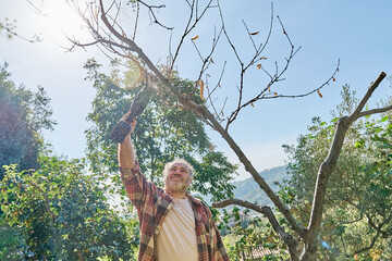 Seasonal pruning of trees. Gardener pruning tree with reciprocating saw in the orchard, cutting...