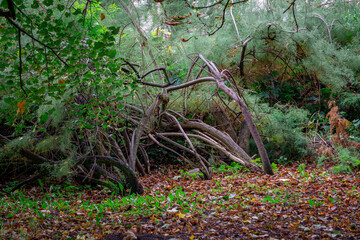 trees and bushes in the old city park with huge roots