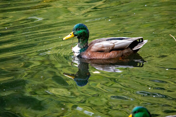 Prachtvoller Erpel (Stockente) auf dem Wasser