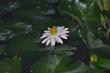 Nymphaeaceae or Water Lilies on a lake in Germany. Photo of a white flower.