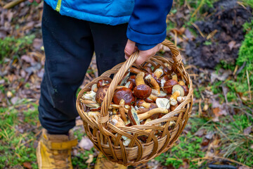 a child holding a wicker basket full of edible mushrooms. basket with mushrooms in the forest during mushroom picking. boletus mushrooms, boletus mushrooms © Adam
