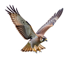 flying falcon, falcon isolated on white transparent background, PNG, eagle, bird, flying bird