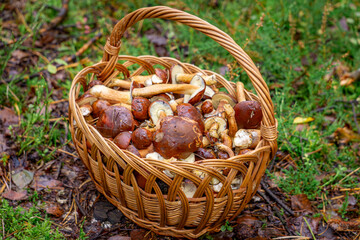 wicker basket full of edible mushrooms. basket with mushrooms in the forest during mushroom picking. boletus mushrooms, boletus mushrooms © Adam