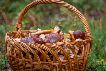 wicker basket full of edible mushrooms. basket with mushrooms in the forest during mushroom picking. boletus mushrooms, boletus mushrooms © Adam