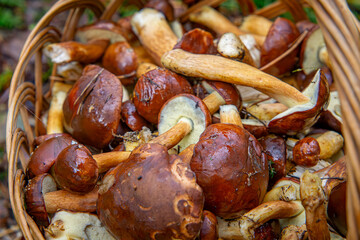 a lot of edible mushrooms collected in the forest in a wicker basket. mushroom picking.