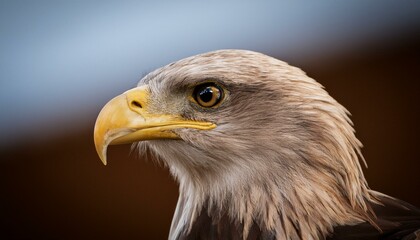 Fototapeta premium Eagle Fun Facts: Discover the Majestic Bird of Prey