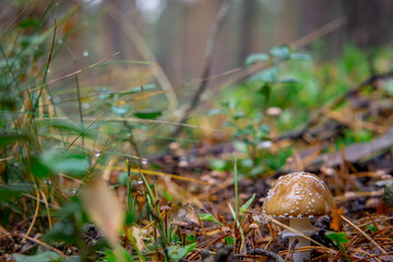 brown Spotted Toadstool, a poisonous mushroom growing in the forest. blurry background.