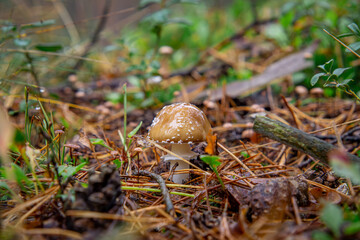 brown Spotted Toadstool, a poisonous mushroom growing in the forest. blurry background.