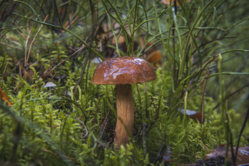 a beautiful specimen of the bolete mushroom, commonly known as the black head mushroom. a large edible mushroom in the morning in the forest.