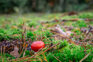 small red poisonous mushroom in the autumn forest.