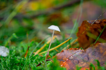 single Mycena vitilis mushroom growing in the autumn forest