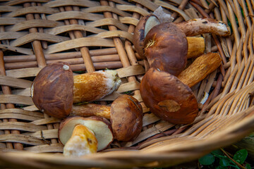 collected mushroom in a wicker basket in the forest on mushroom picking. edible mushrooms. © Adam