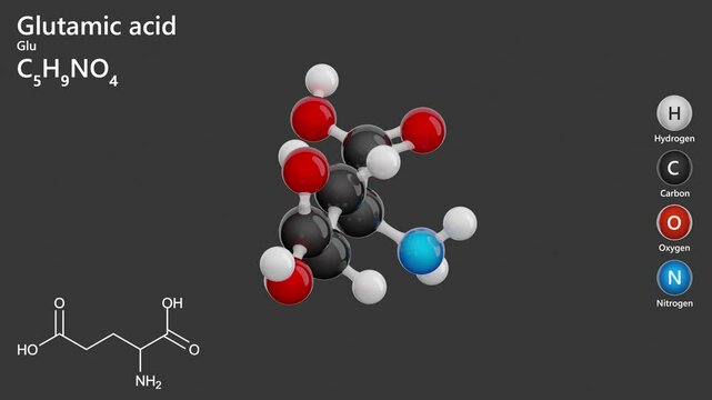 Molecule of Glutamic acid (C5H9NO4) is a non-essential amino acid crucial for protein synthesis and neurotransmission. Chemical model: Ball and Stick. Gray background. 3d rendering. Seamless loop