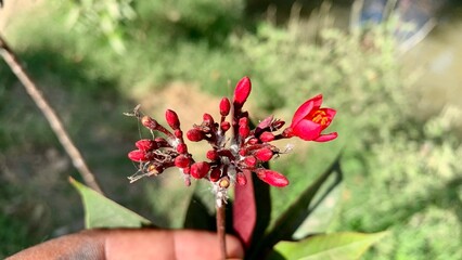 Vibrant Red Flower Against a Clear Blue Sky, Stunning Floral Photography with Bold Colors and Natural Contrast, Perfect for Creative and Nature-Themed Projects
