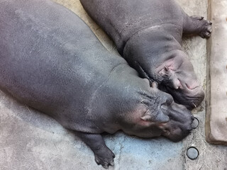 two hippo are resting