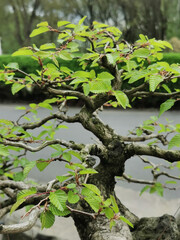 very old bonsai tree