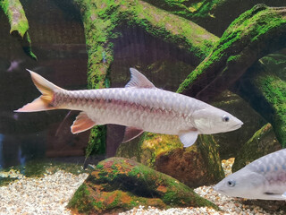 tor putitora fish © jonnysek