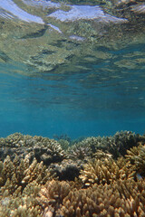 marine life in the Red Sea Egypt, hurghada