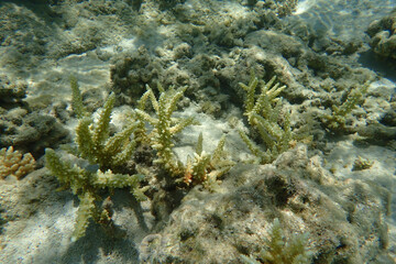 marine life in the Red Sea Egypt, hurghada