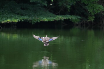 eurasian spot billed duck in a pond