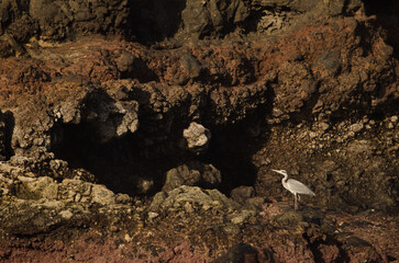 Grey heron Ardea cinerea. Los Dos Roques. Galdar. Gran Canaria. Canary Islands. Spain.