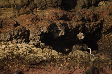 Grey heron Ardea cinerea. Los Dos Roques. Galdar. Gran Canaria. Canary Islands. Spain.