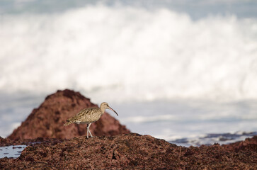 Eurasian whimbrel Numenius phaeopus. Los Dos Roques. Galdar. Gran Canaria. Canary Islands. Spain.