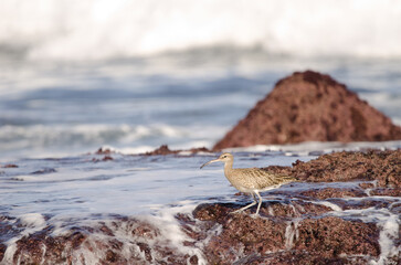 Eurasian whimbrel Numenius phaeopus. Los Dos Roques. Galdar. Gran Canaria. Canary Islands. Spain.