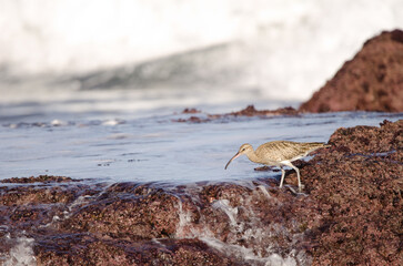Eurasian whimbrel Numenius phaeopus. Los Dos Roques. Galdar. Gran Canaria. Canary Islands. Spain.