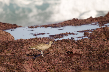 Eurasian whimbrel Numenius phaeopus. Los Dos Roques. Galdar. Gran Canaria. Canary Islands. Spain.