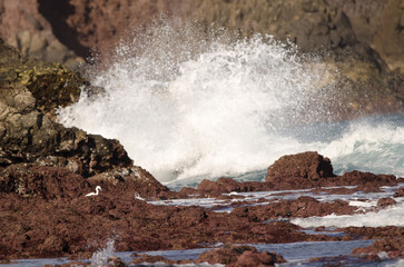 Little egret Egretta garzetta. Los Dos Roques. Galdar. Gran Canaria. Canary Islands. Spain.