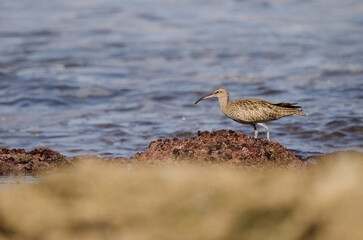 Eurasian whimbrel Numenius phaeopus. Los Dos Roques. Galdar. Gran Canaria. Canary Islands. Spain.
