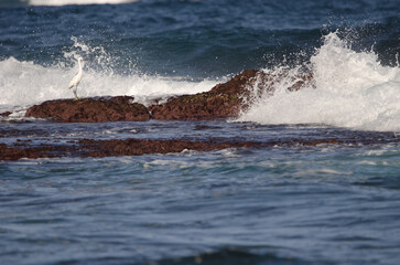 Little egret Egretta garzetta among the waves. Los Dos Roques. Galdar. Gran Canaria. Canary Islands. Spain.