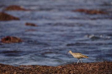 Eurasian whimbrel Numenius phaeopus. Los Dos Roques. Galdar. Gran Canaria. Canary Islands. Spain.