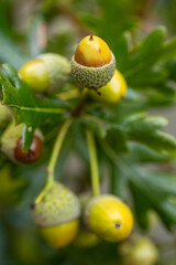 Herbstliche Eichenzweige und Hopfenranken, Nahaufnahme, close-up